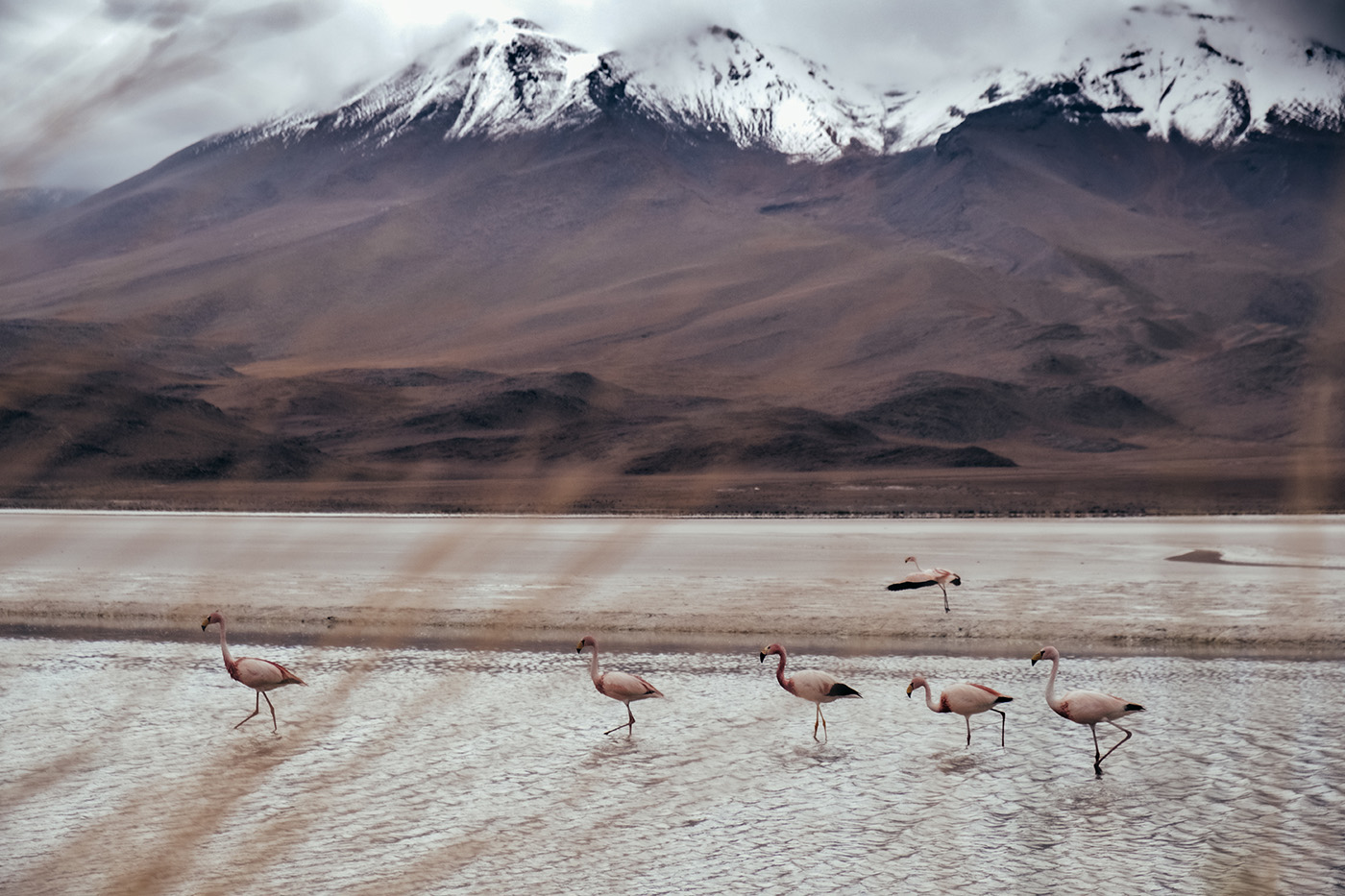 Wild Flamingos